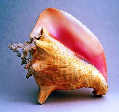 Lord Of The Flies Conch. Lord of the Flies