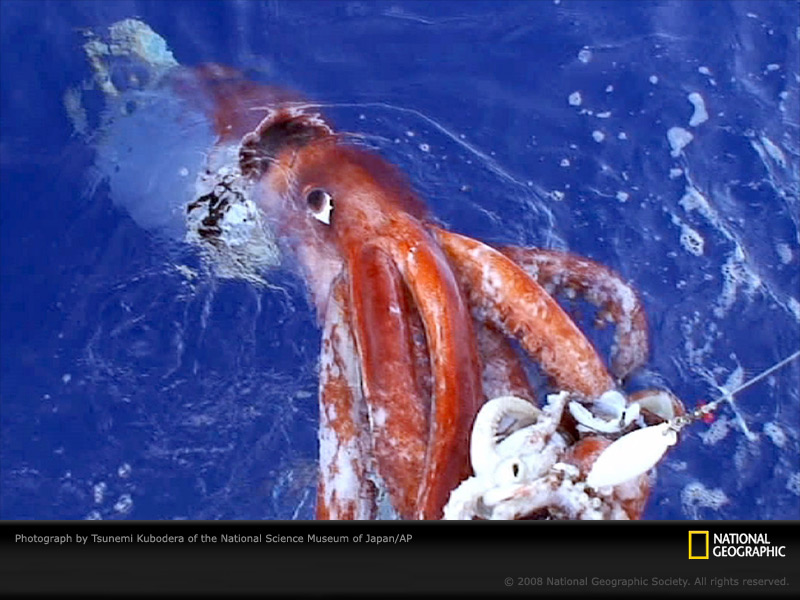 giant-squid2-sw.jpg